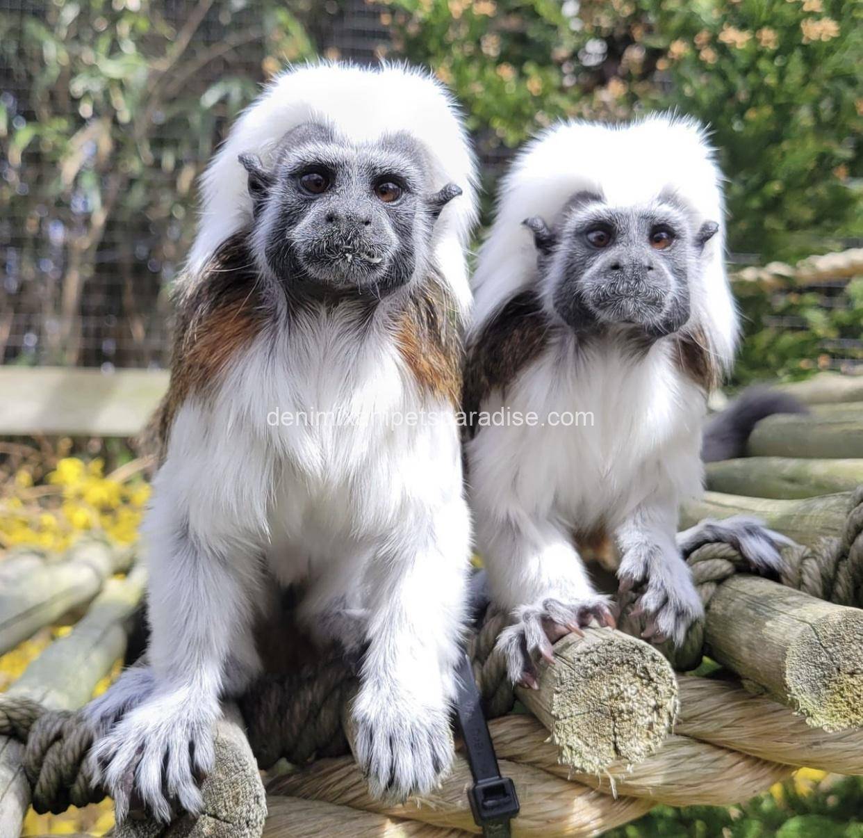 Tamarins Monkey 9 Tamarins Monkey - Image 9