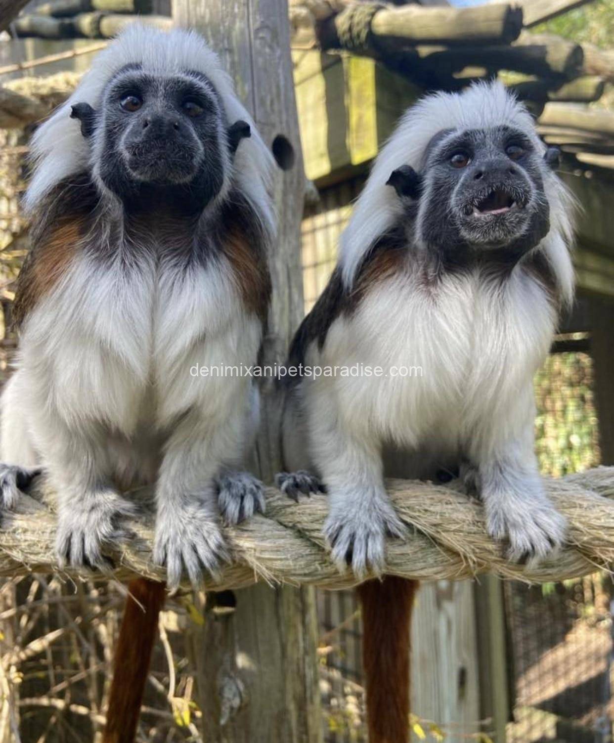 Tamarins Monkey 8 Tamarins Monkey - Image 8