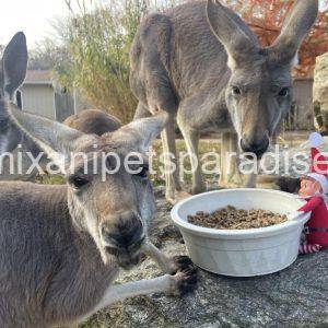 Red Kangaroo