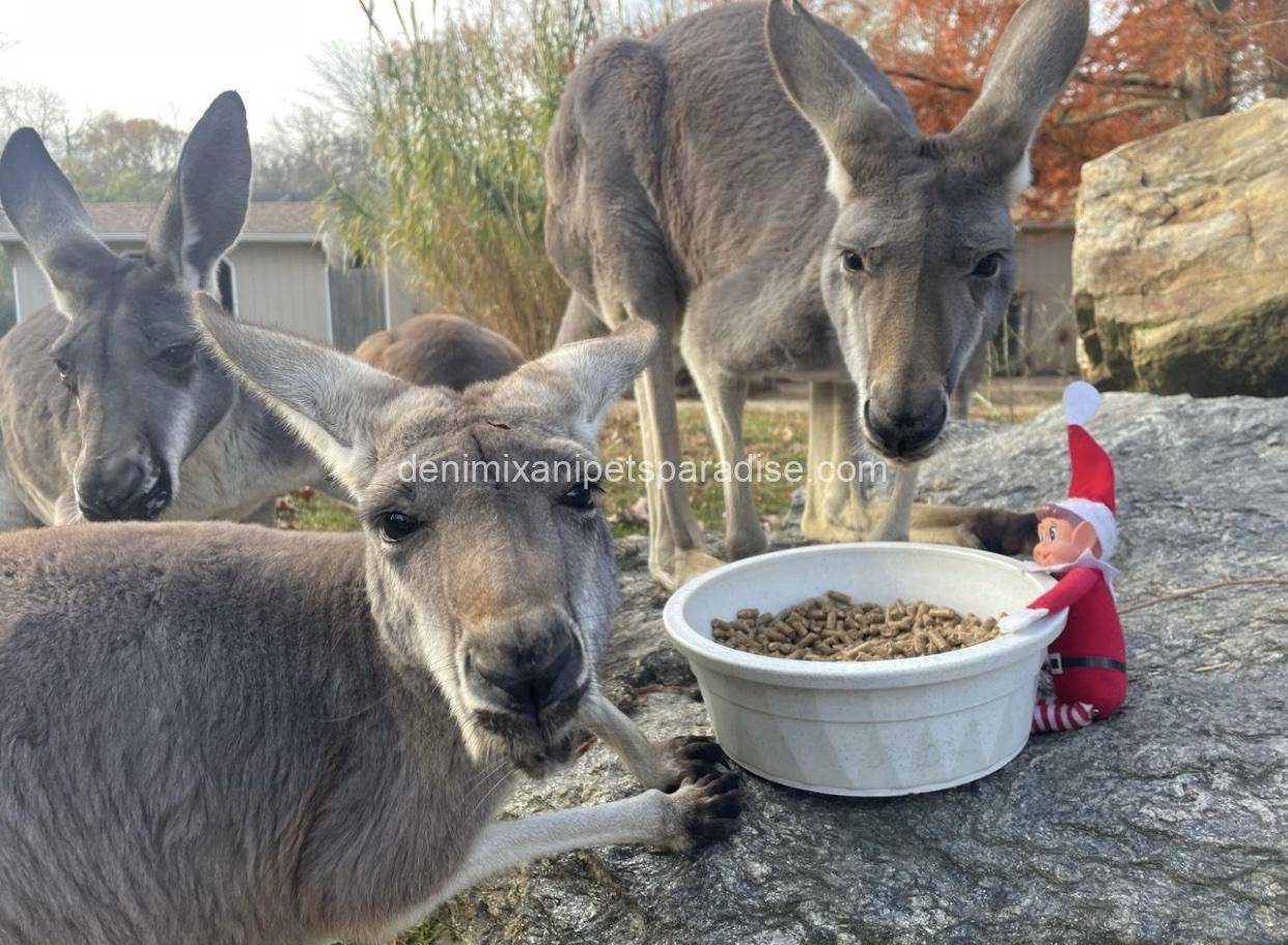 Red Kangaroo 1 Red Kangaroo