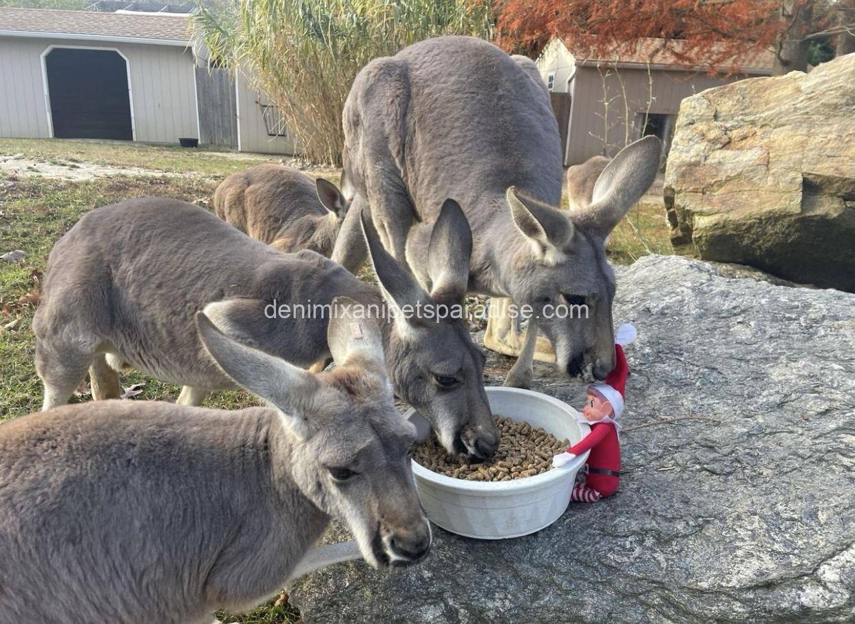Red Kangaroo 2 Red Kangaroo - Image 2