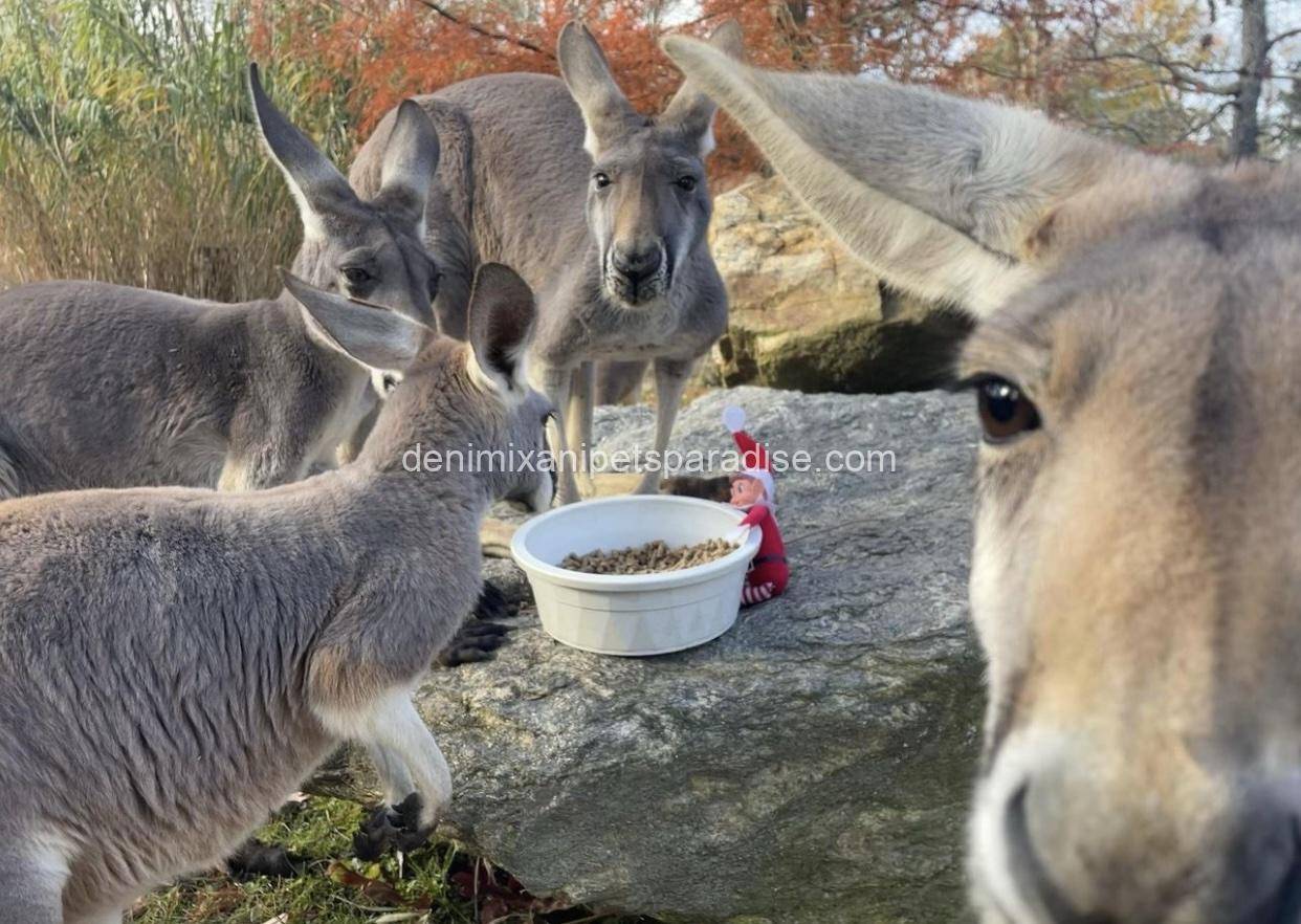 Red Kangaroo 3 Red Kangaroo - Image 3