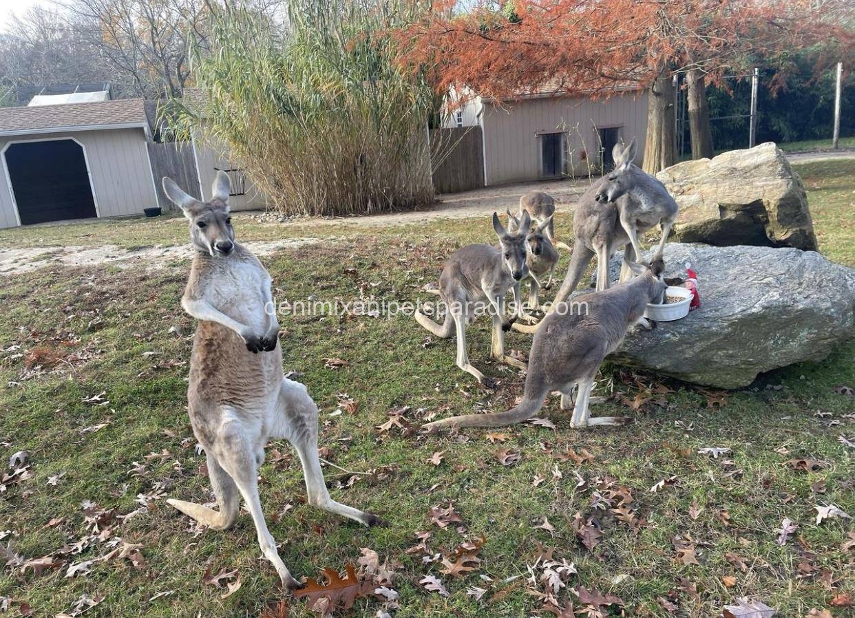 Red Kangaroo 4 Red Kangaroo - Image 4