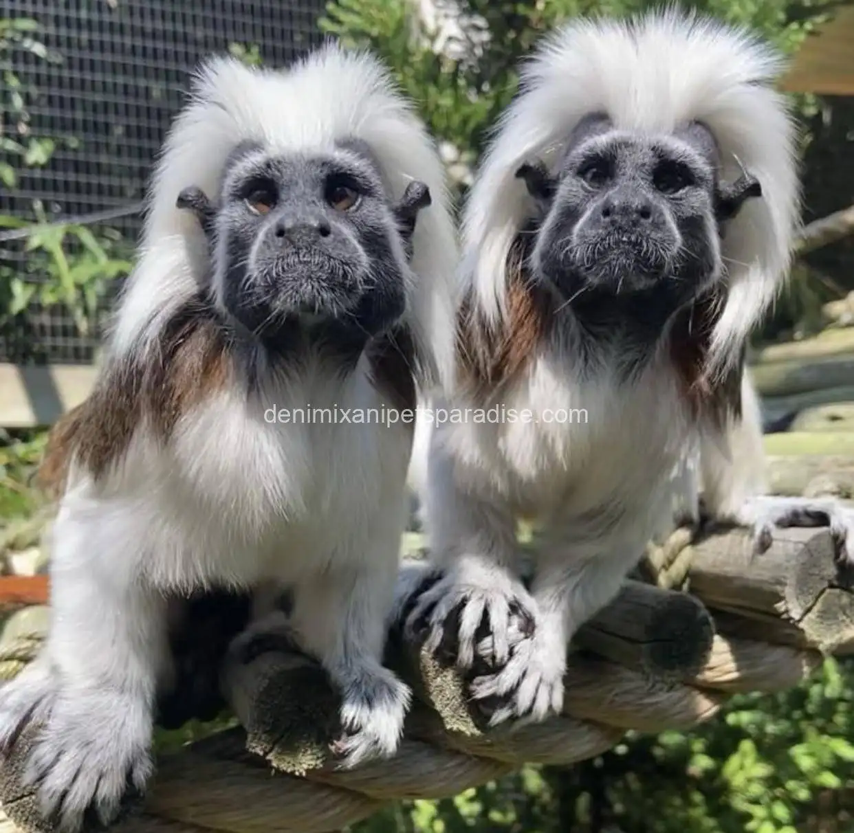 Tamarins Monkey 3 Tamarins Monkey - Image 3