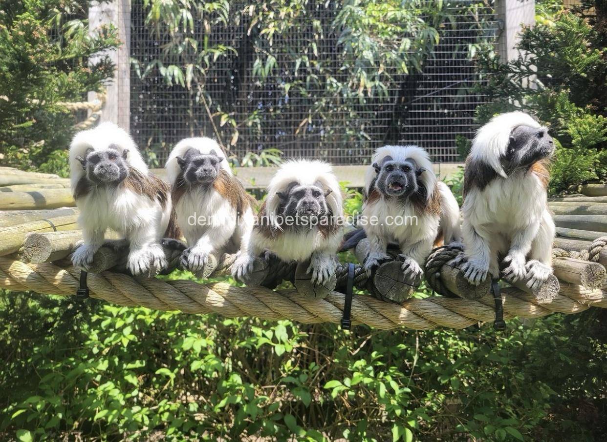 Tamarins Monkey 2 Tamarins Monkey - Image 2