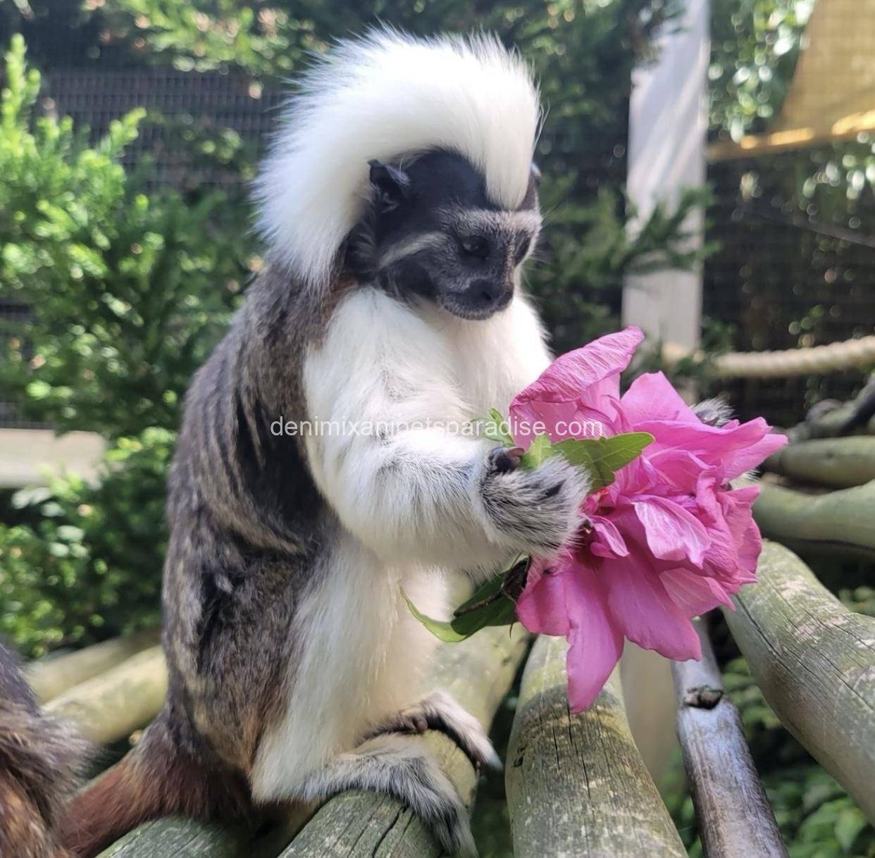 Tamarins Monkey 4 Tamarins Monkey - Image 4