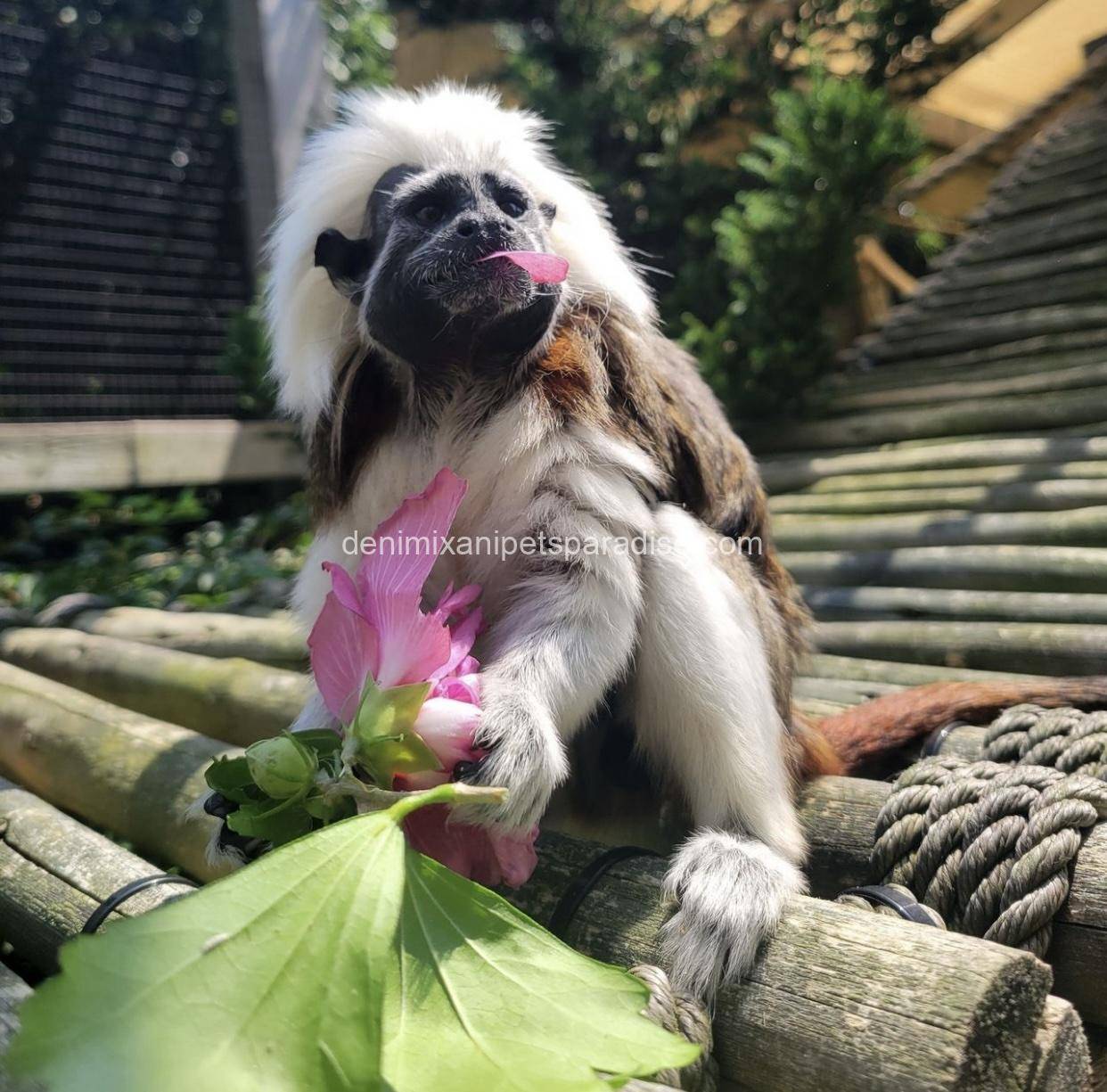 Tamarins Monkey 5 Tamarins Monkey - Image 5