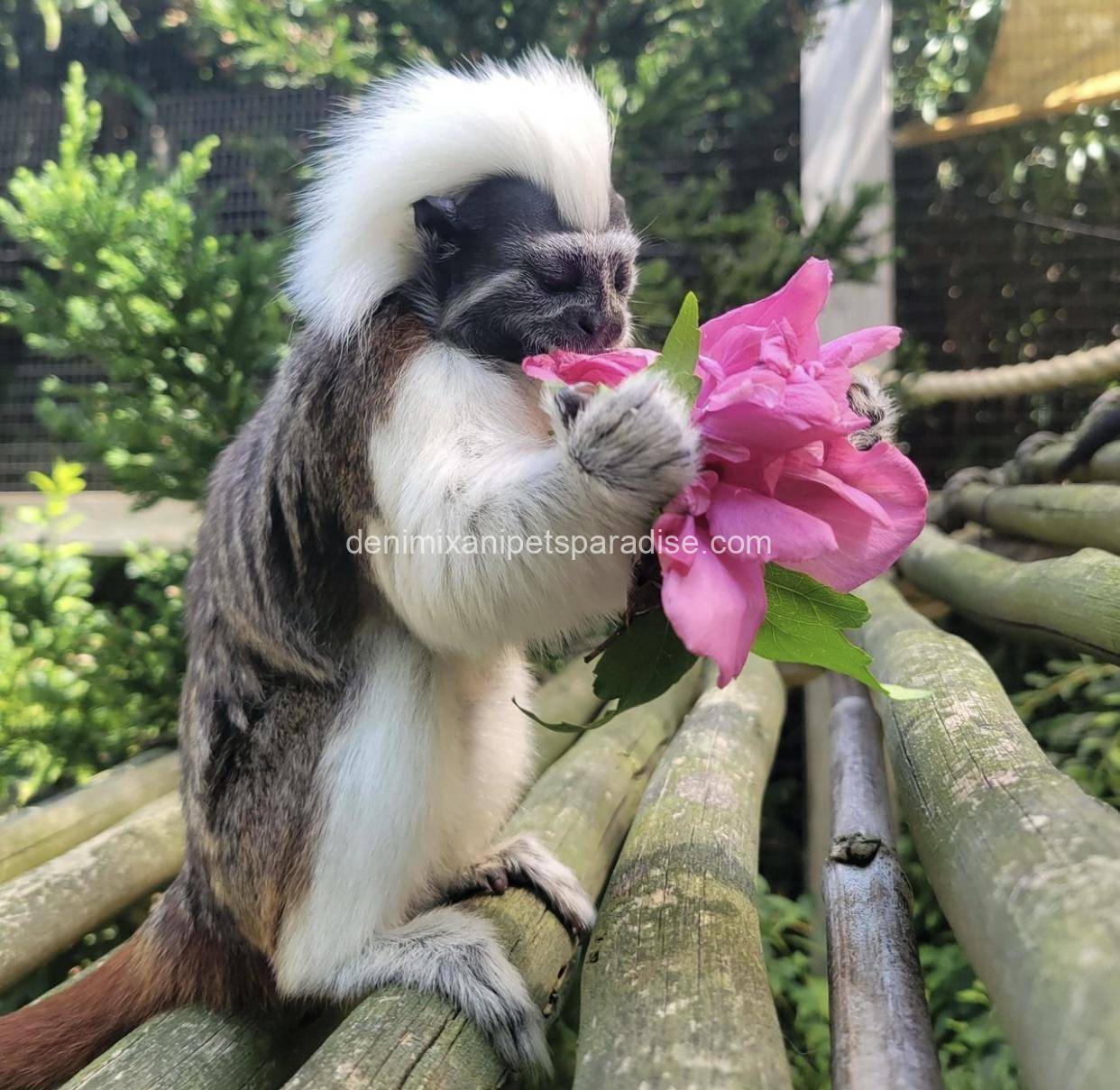 Tamarins Monkey 6 Tamarins Monkey - Image 6