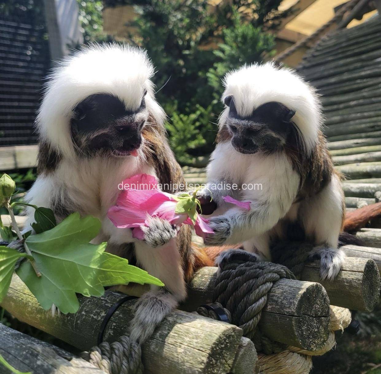 Tamarins Monkey 7 Tamarins Monkey - Image 7