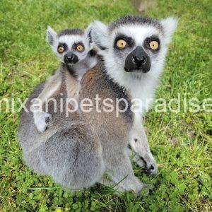 Ring tailed lemur