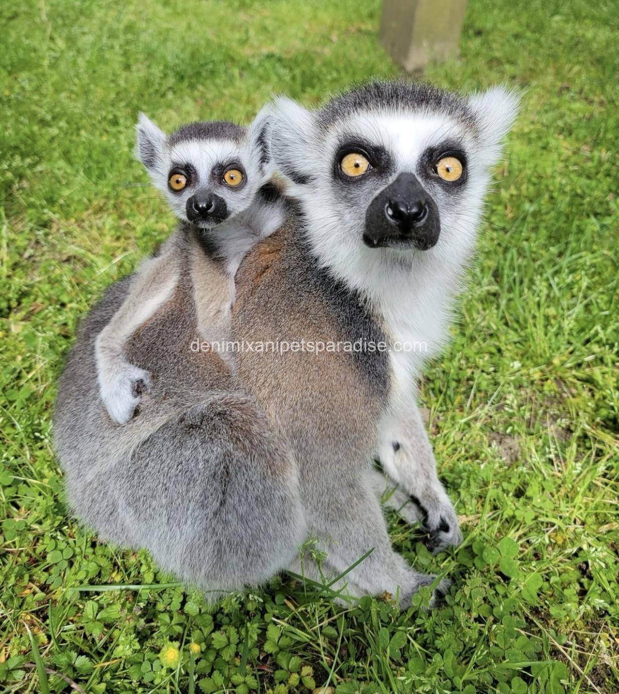 Ring tailed lemur 1 Ring tailed lemur