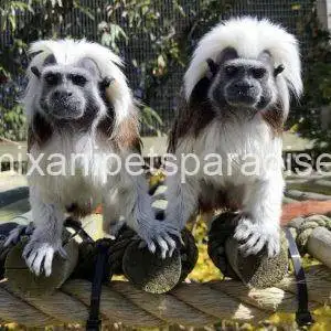 Tamarins Monkey