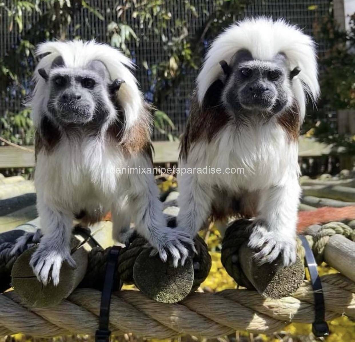 Tamarins Monkey 1 Tamarins Monkey