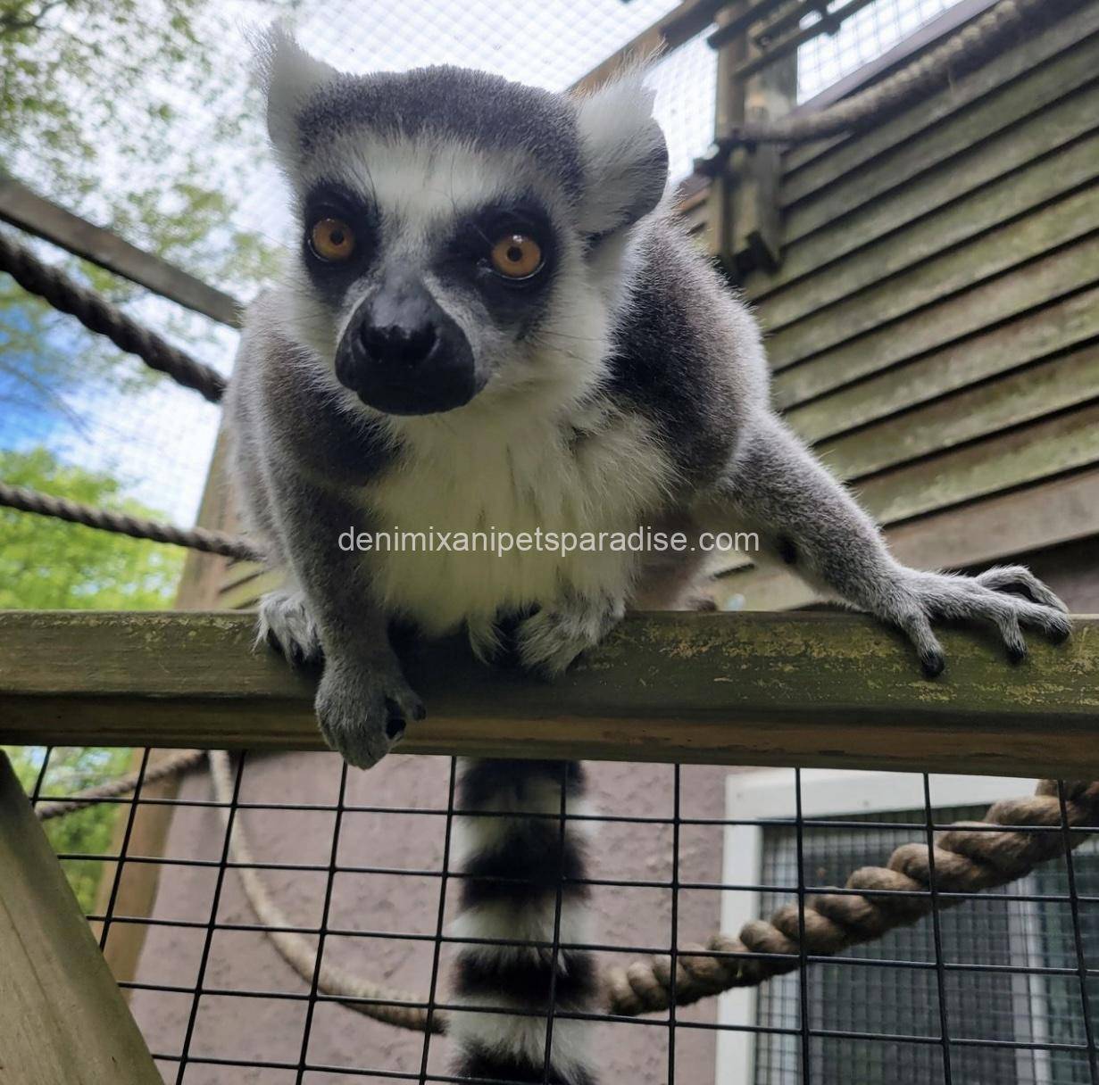 Ring tailed lemur 3 Ring tailed lemur - Image 3