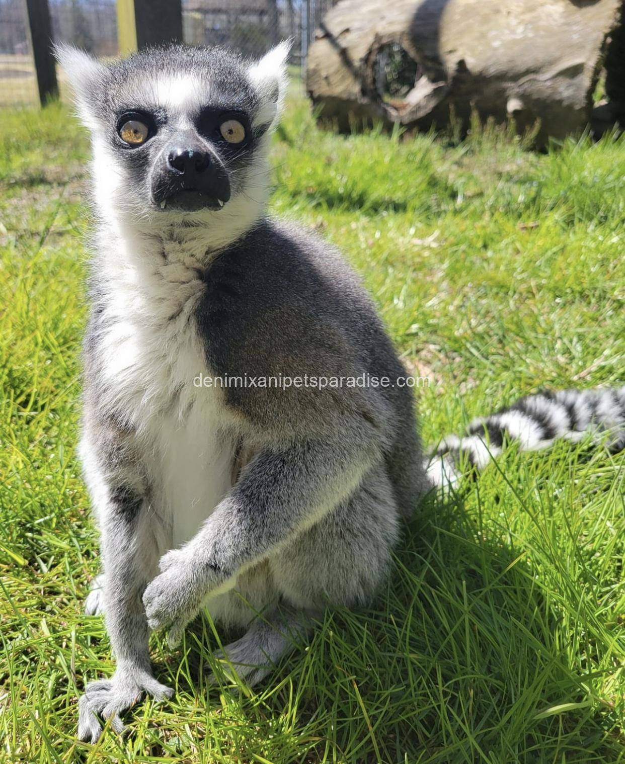Ring tailed lemur 2 Ring tailed lemur - Image 2