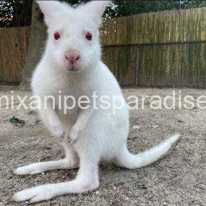 Red necked wallaby baby