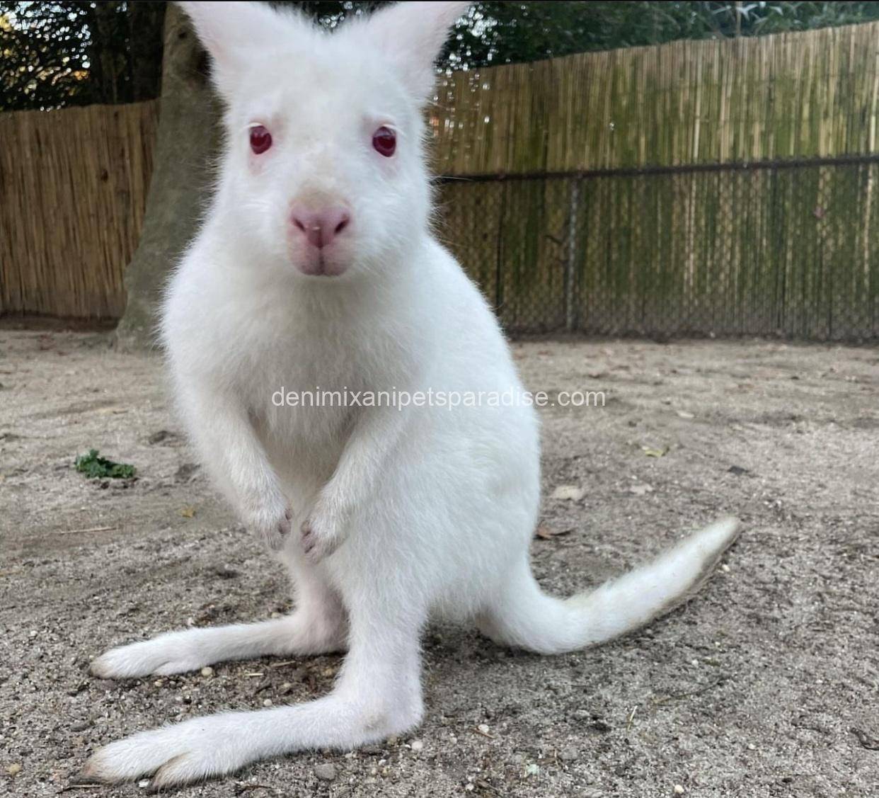 Red necked wallaby baby 1 Red necked wallaby baby