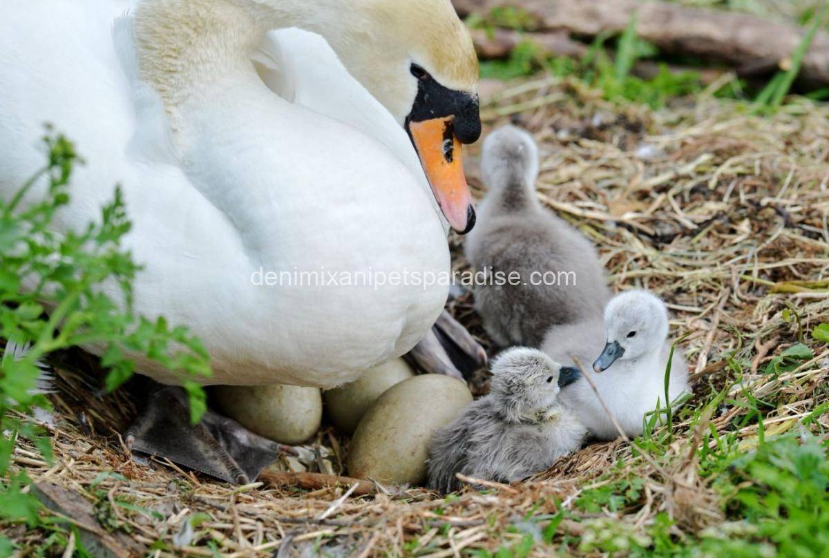 Buy Fertile Swans eggs 2 Buy Fertile Swans eggs - Image 2