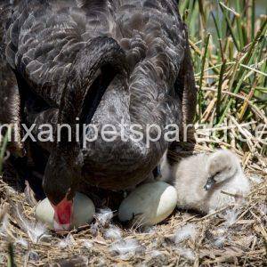 Buy Fertile Swans eggs
