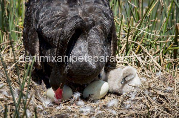 Buy Fertile Swans eggs