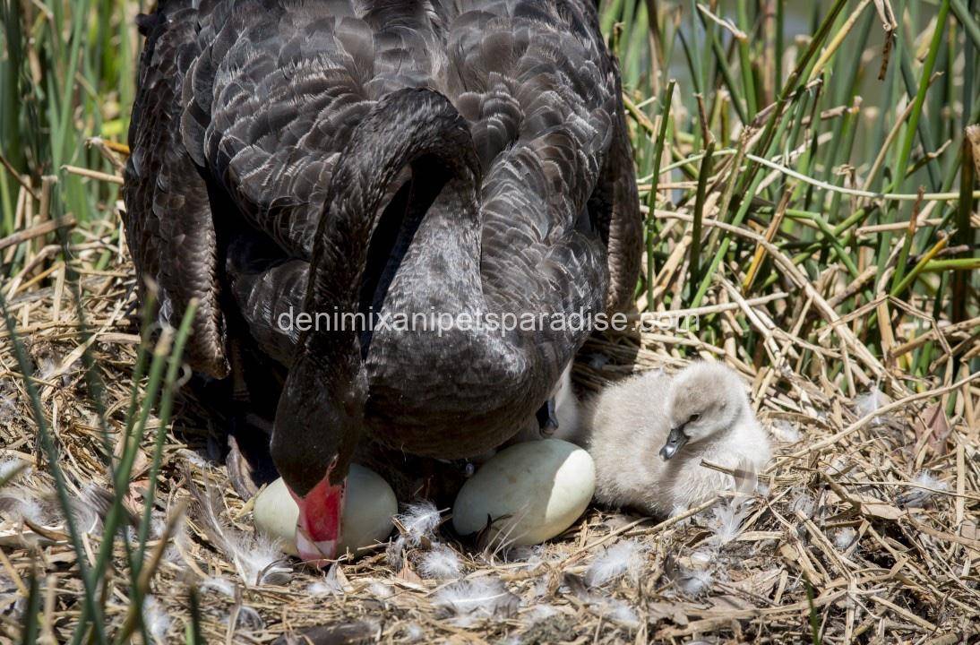 Buy Fertile Swans eggs 1 Buy Fertile Swans eggs