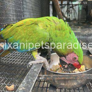 Military macaw