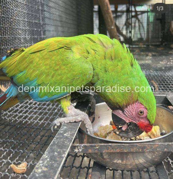 Military macaw