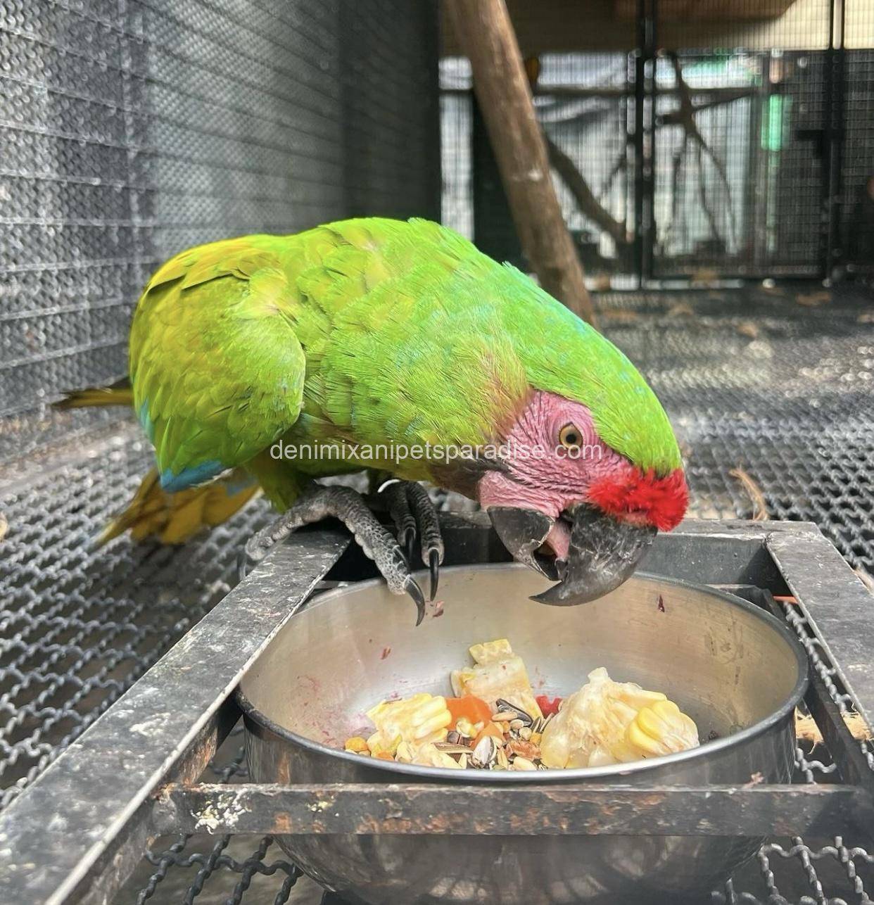 Military macaw 2 Military macaw - Image 2