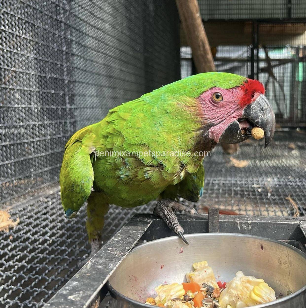 Military macaw 3 Military macaw - Image 3
