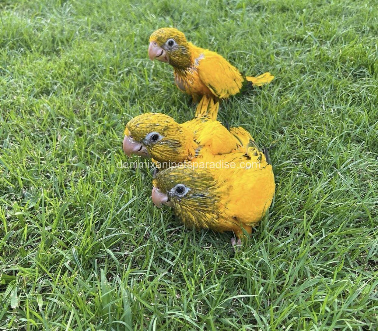 Golden Conure babies 2 Golden Conure babies - Image 2