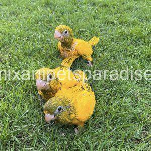 Golden Conure babies