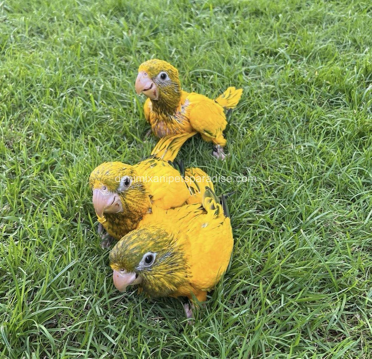 Golden Conure babies 1 Golden Conure babies