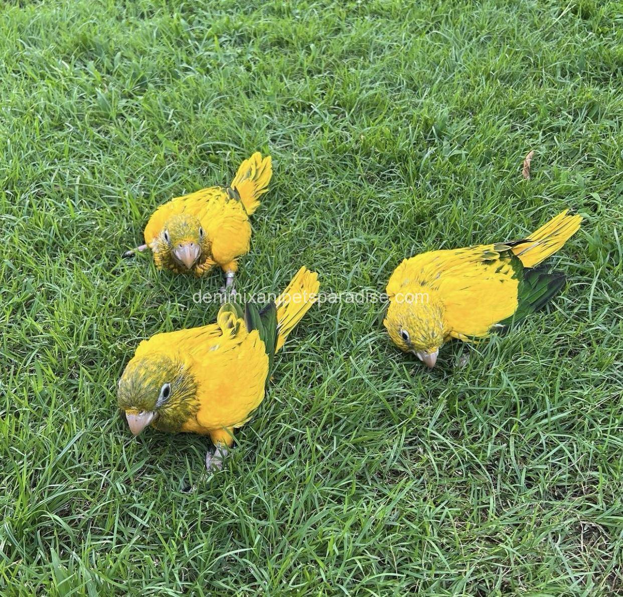 Golden Conure babies 3 Golden Conure babies - Image 3