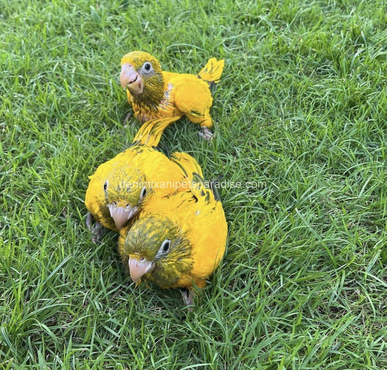 Golden Conure babies 4 Golden Conure babies - Image 4