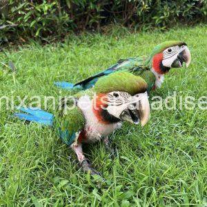 Harlequin macaw baby