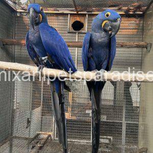 Hyacinth macaw bonded pair
