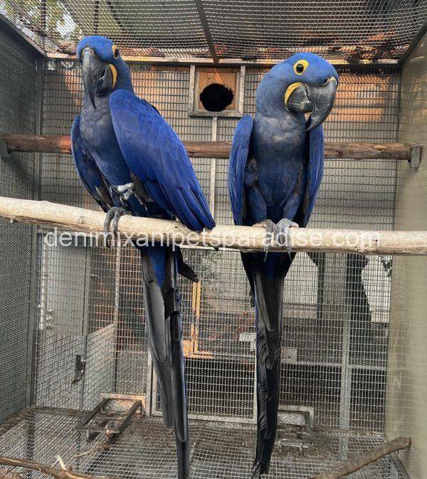 Hyacinth macaw bonded pair