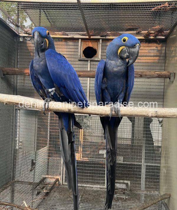 Hyacinth macaw bonded pair - Image 2