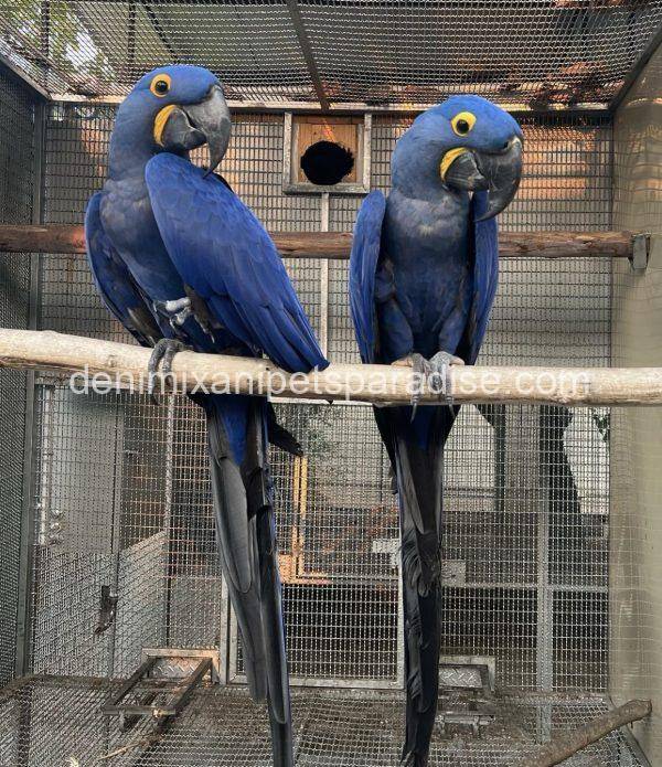 Hyacinth macaw bonded pair - Image 3