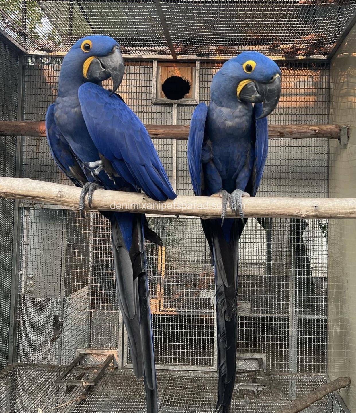 Hyacinth macaw bonded pair 3 Hyacinth macaw bonded pair - Image 3