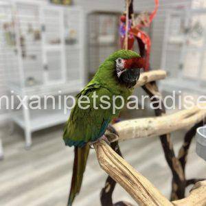Harley macaw baby