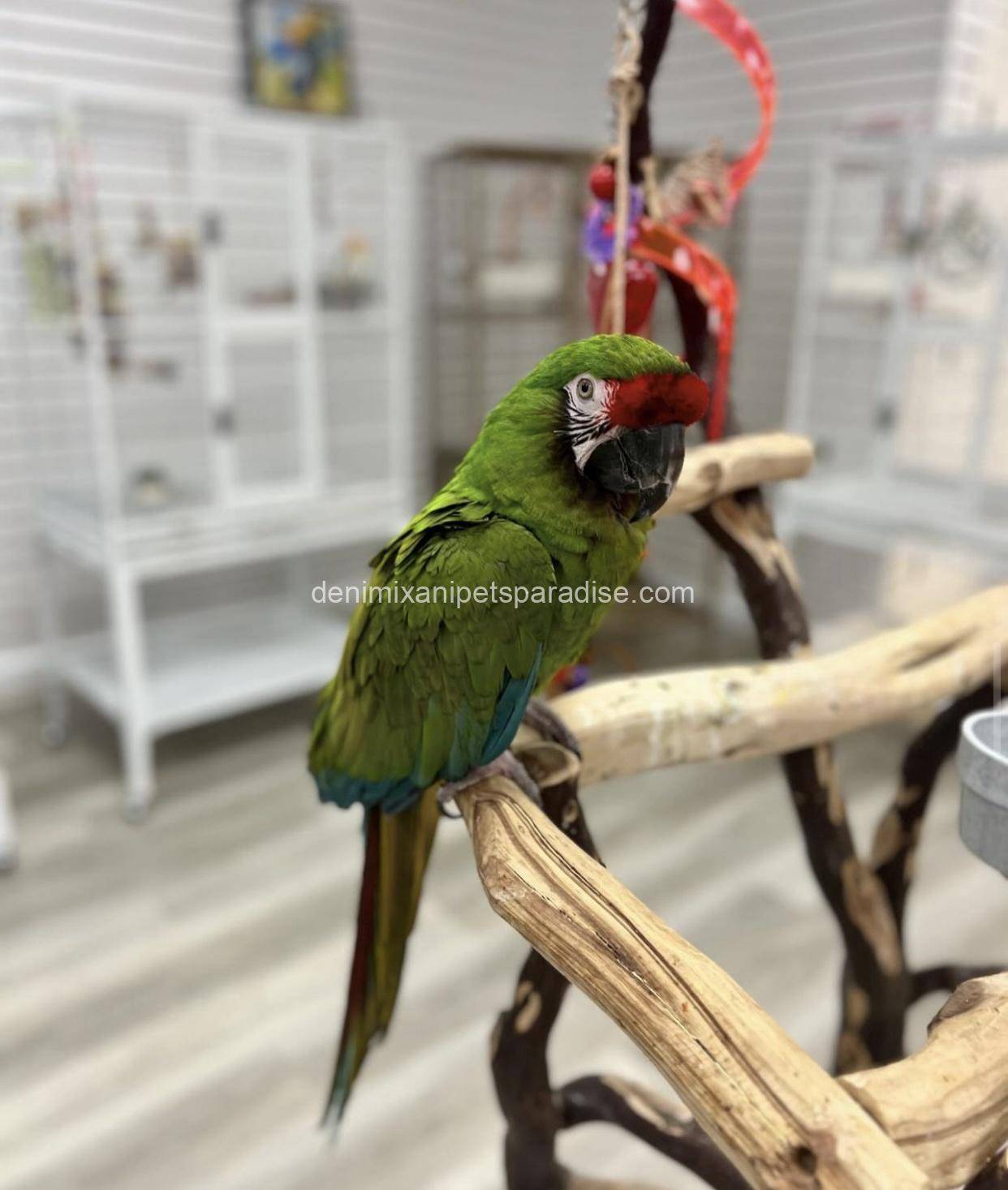 Harley macaw baby 1 Harley macaw baby