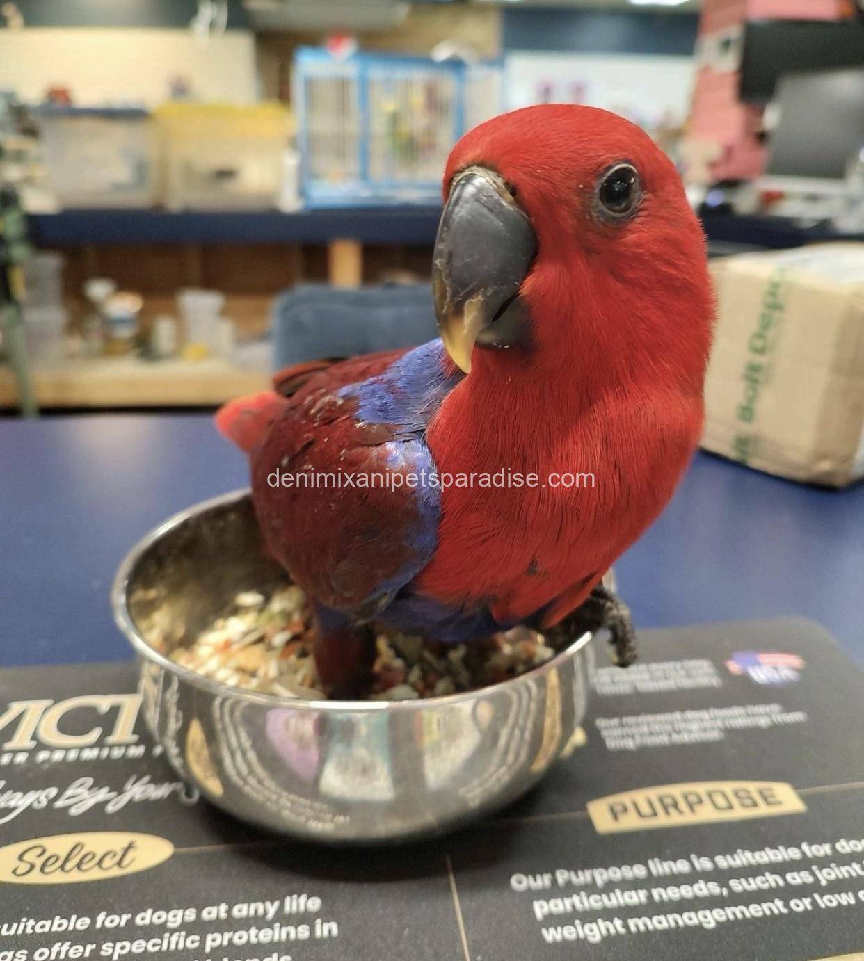 Eclectus Parrot baby 2 Eclectus Parrot baby - Image 2