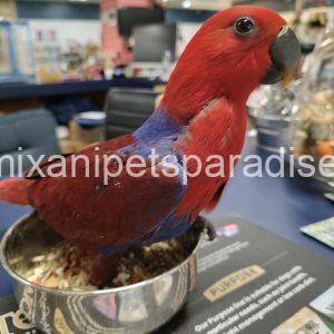 Eclectus Parrot baby