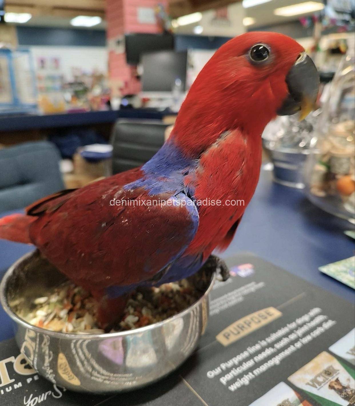 Eclectus Parrot baby 1 Eclectus Parrot baby