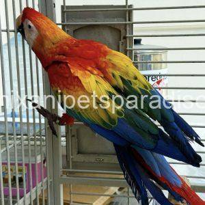 Scarlet macaw baby