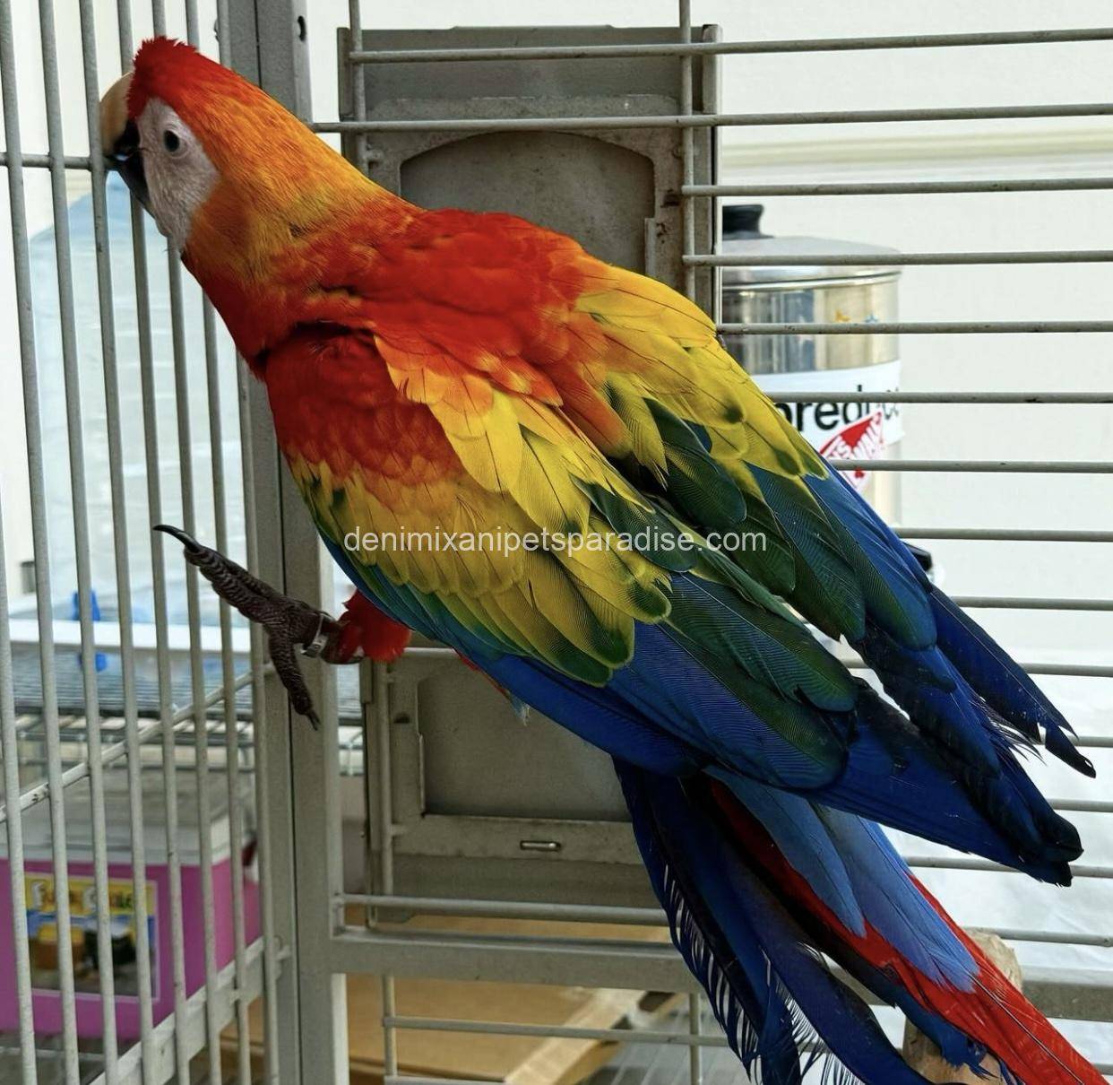 Scarlet macaw baby 1 Scarlet macaw baby