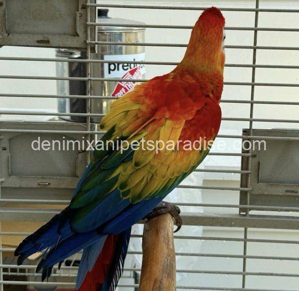 Scarlet macaw baby - Image 2