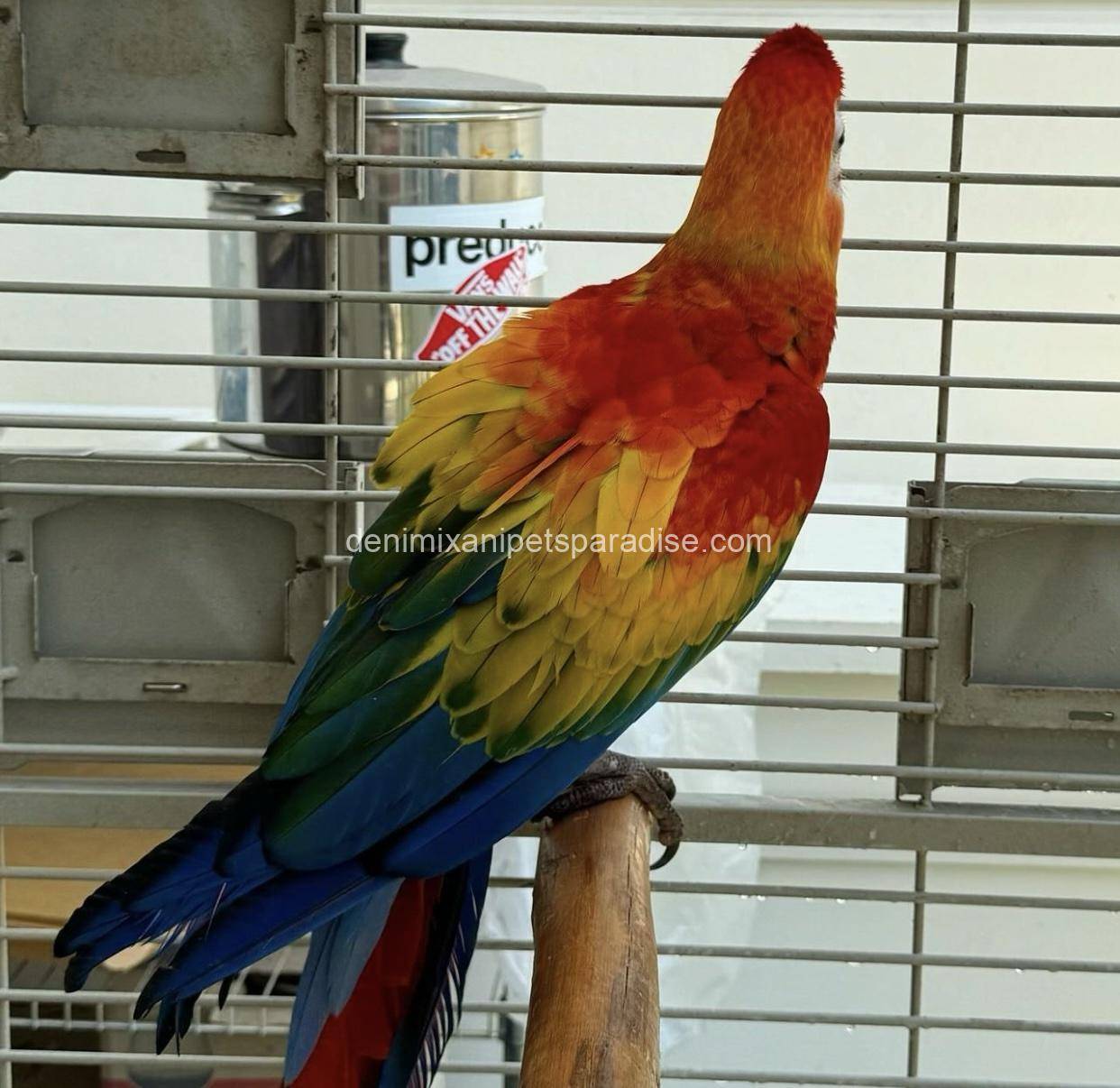 Scarlet macaw baby 2 Scarlet macaw baby - Image 2