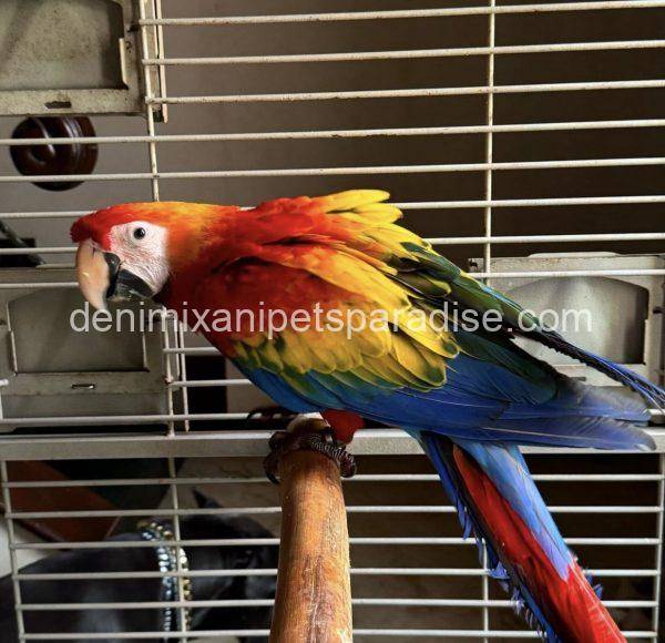 Scarlet macaw baby - Image 3